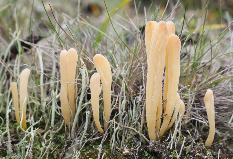 Clavaria argillacea